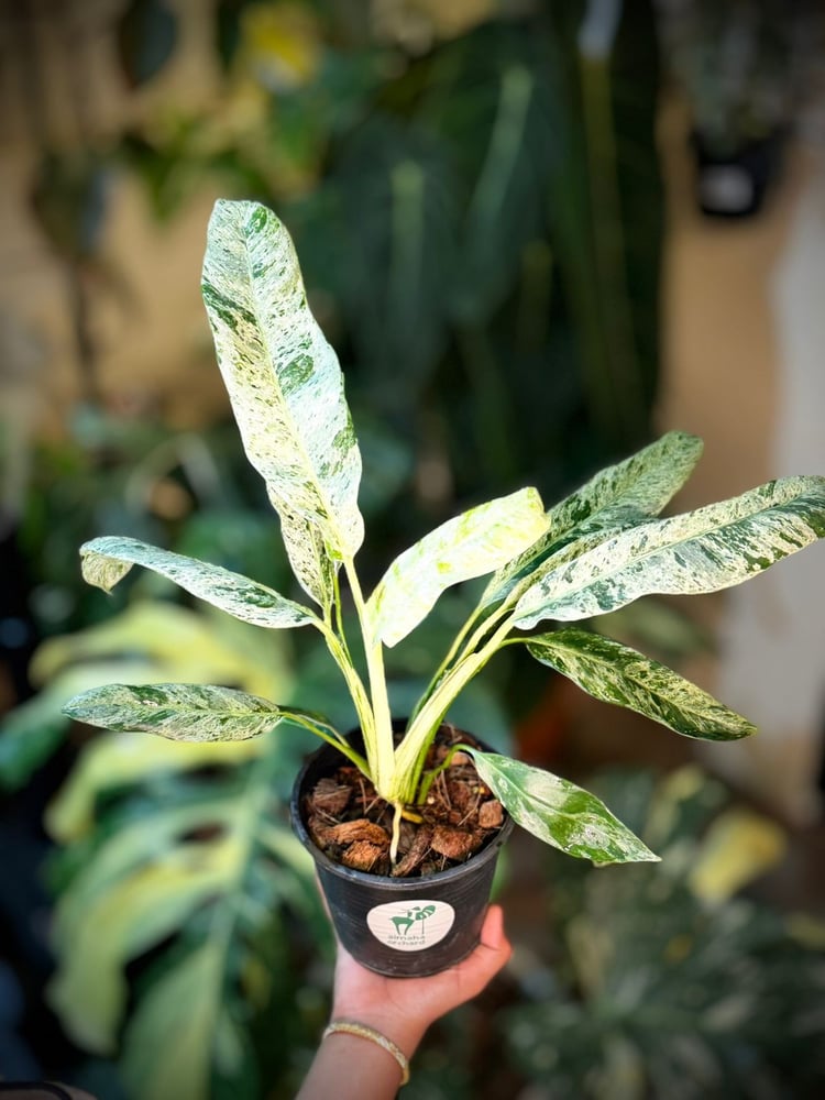 EPIPREMNUM GIGANTEUM