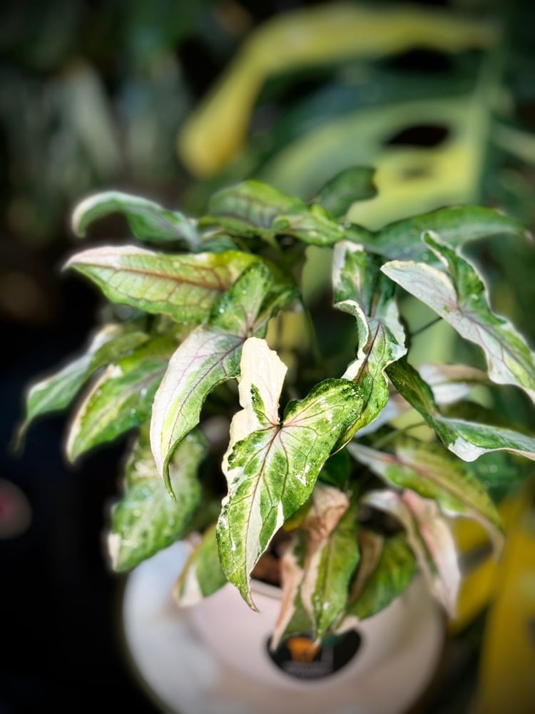 SYNGONIUM WHITE PRINCE