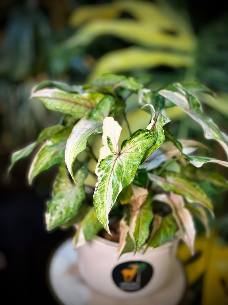 SYNGONIUM WHITE PRINCE