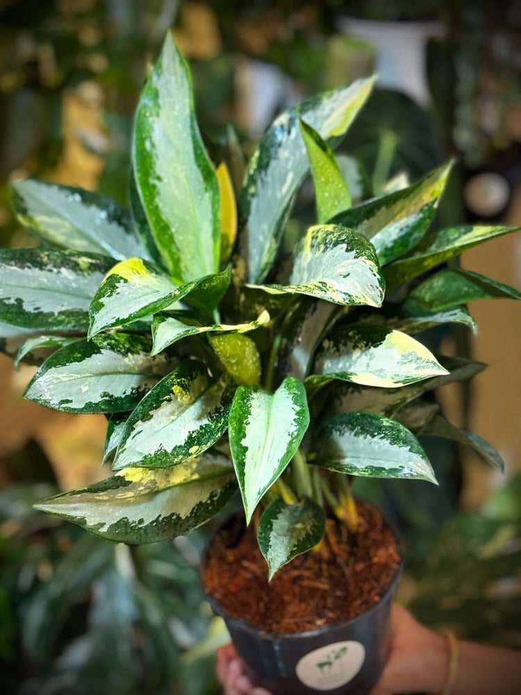 AGLAONEMA SUVARNABHU