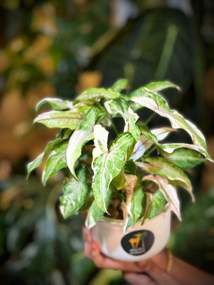 SYNGONIUM WHITE PRINCE