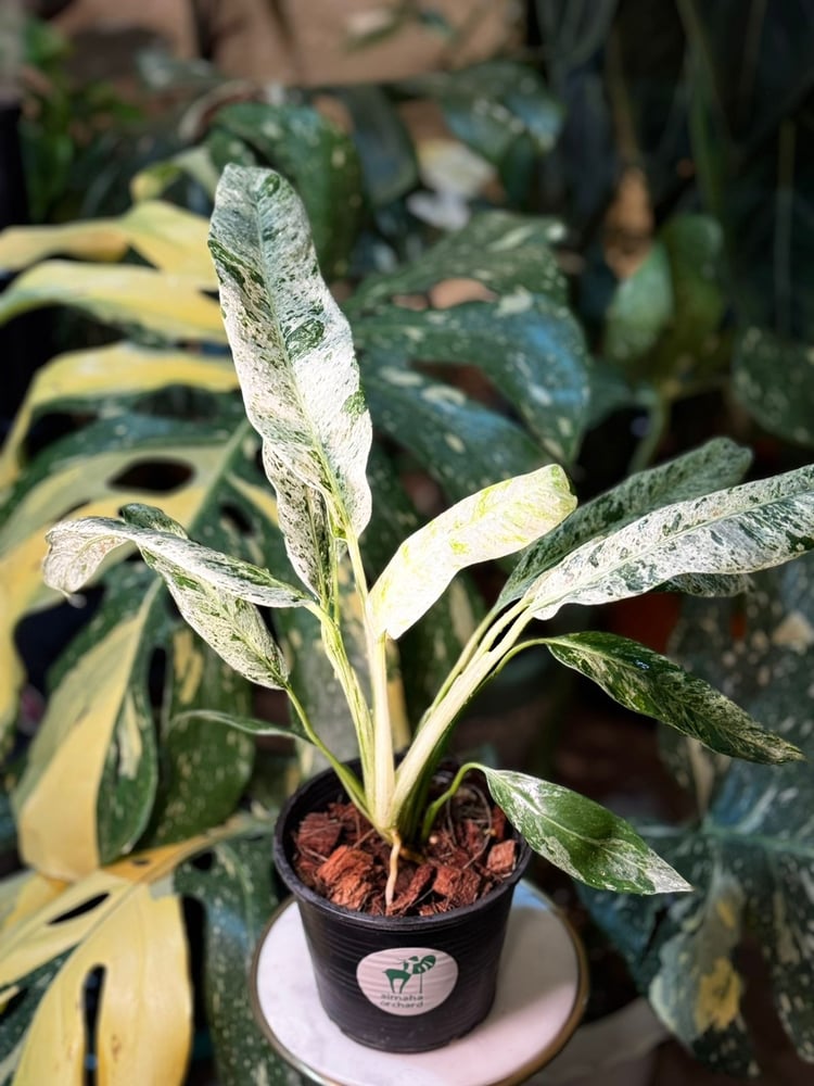 EPIPREMNUM GIGANTEUM