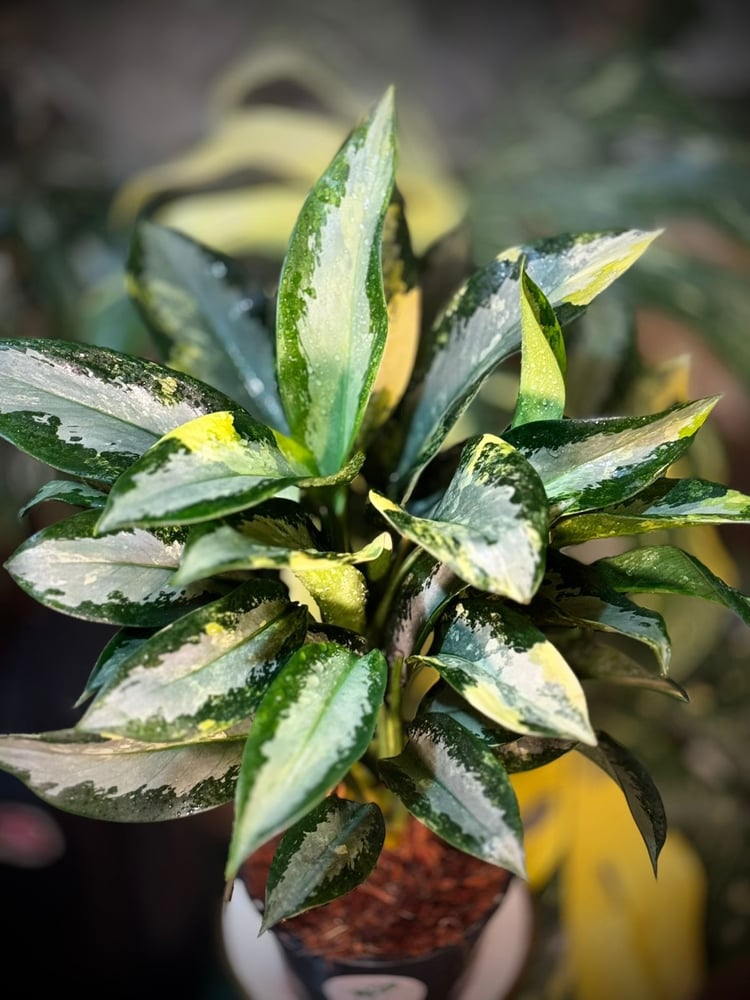 AGLAONEMA SUVARNABHU
