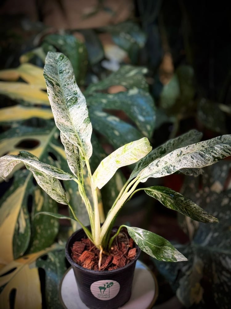EPIPREMNUM GIGANTEUM