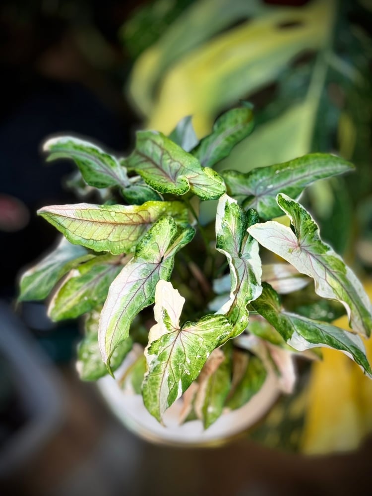SYNGONIUM WHITE PRINCE
