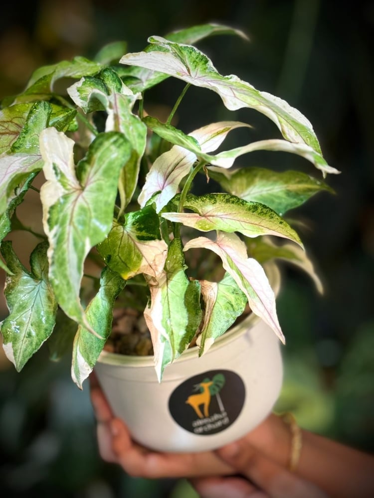SYNGONIUM WHITE PRINCE