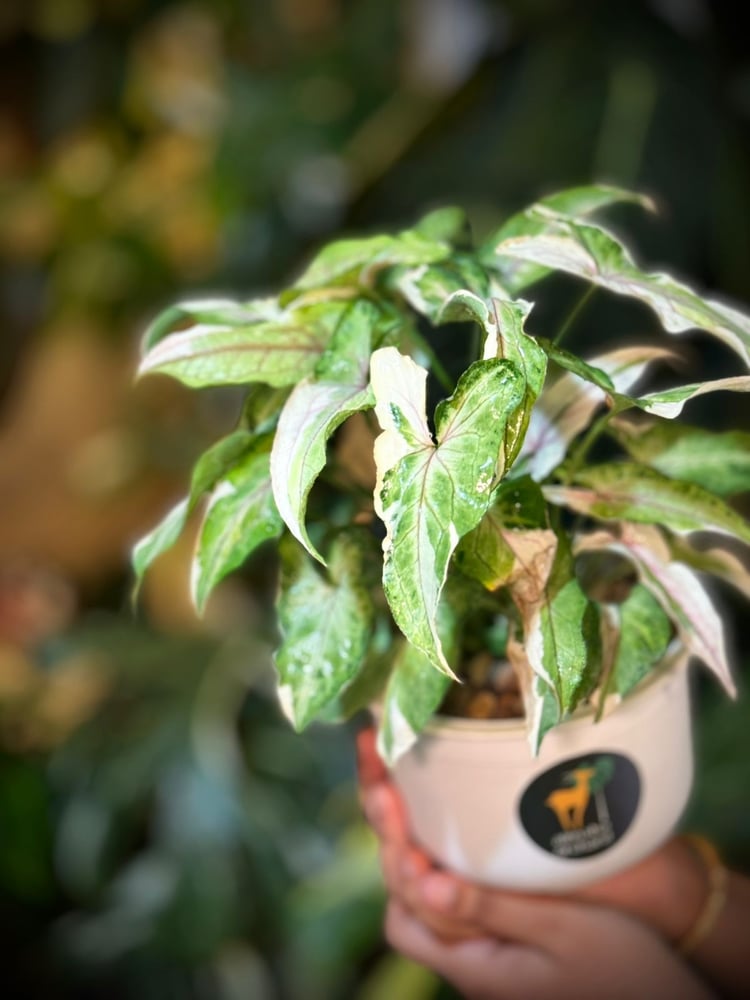 SYNGONIUM WHITE PRINCE