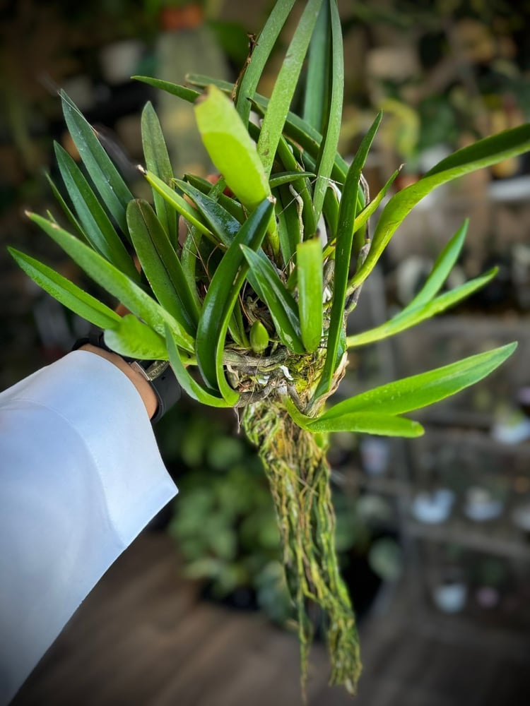 MAIKAI MAYUMI CATTLEYA