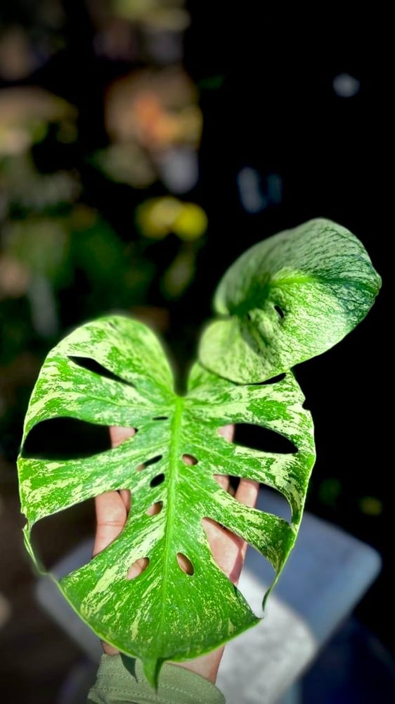 MONSTERA MINT SIAM