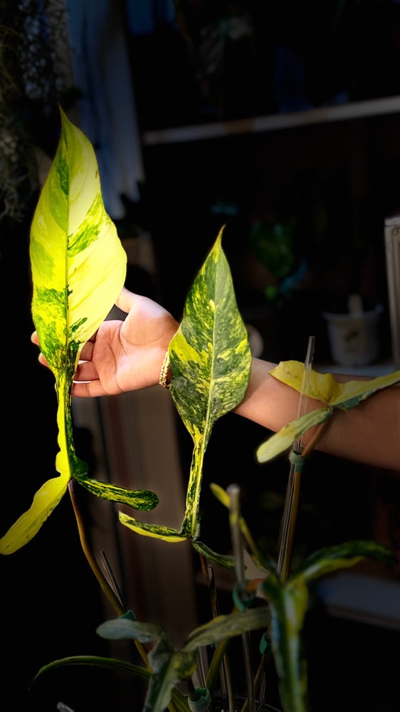 PHILODENDRON JOEPII Variegated