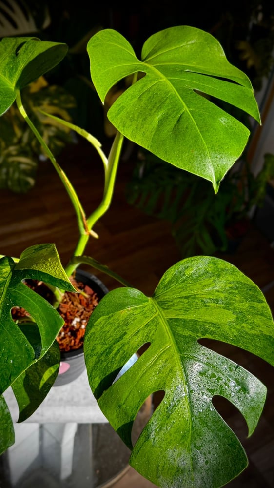 MONSTERA GREEN ON GREEN