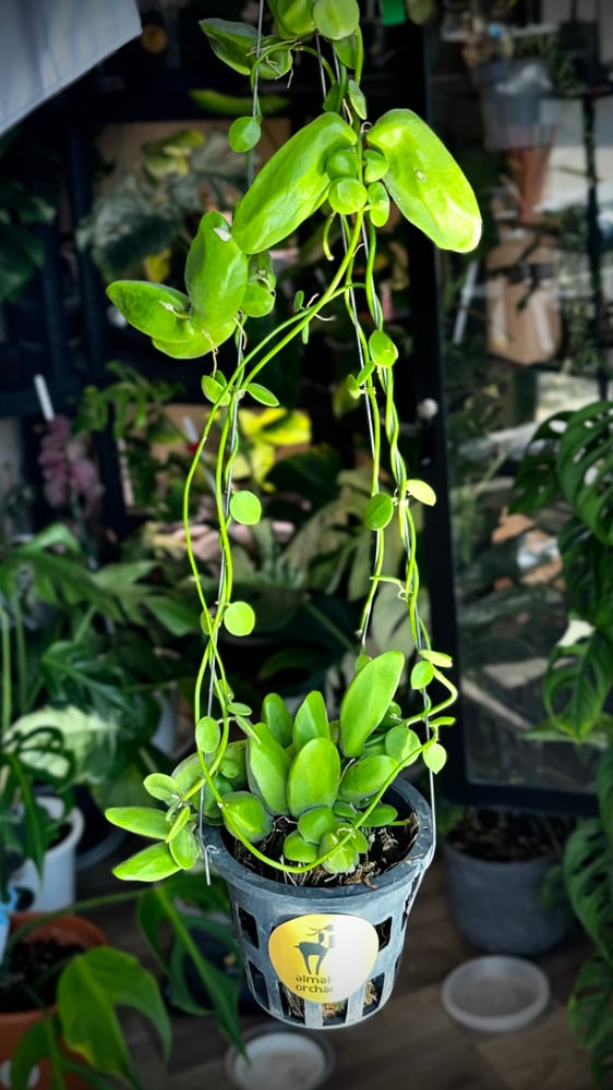 DISCHIDIA RAFFLESIANA