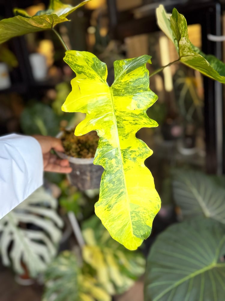 Philodendron  Fiora