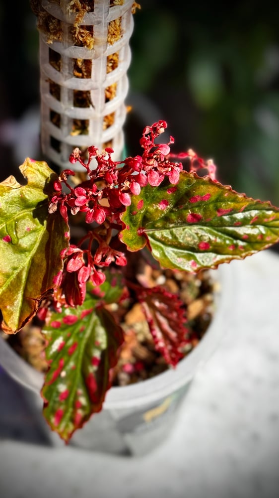 BEGONIA REX MIX VARIETY