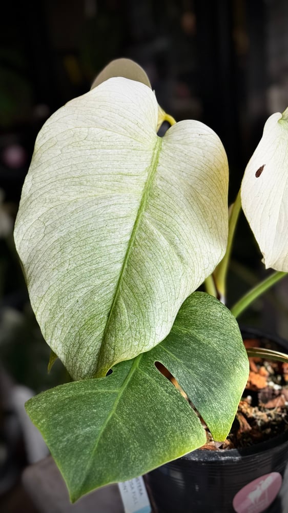 MONSTERA DELICIOSA FULL MINT