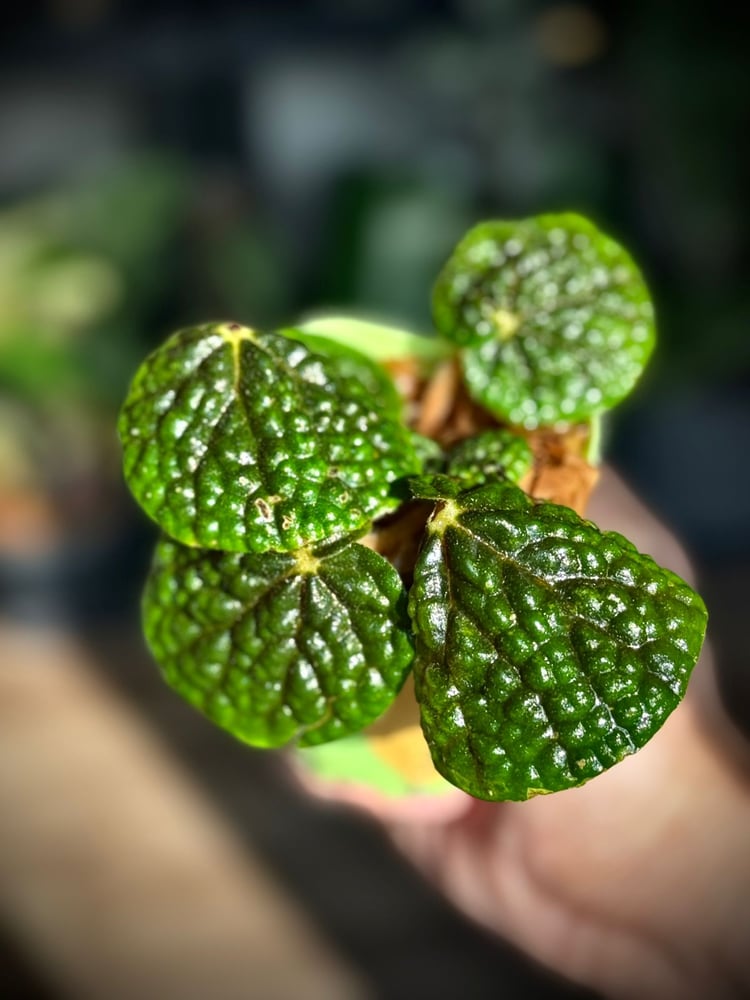 Begonia bullatifolia