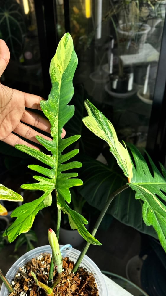 Philodendron Chaos (Florida x Mayoi)