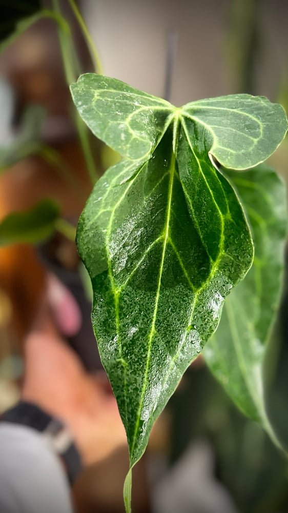 ANTHURIUM DELTA FORCE