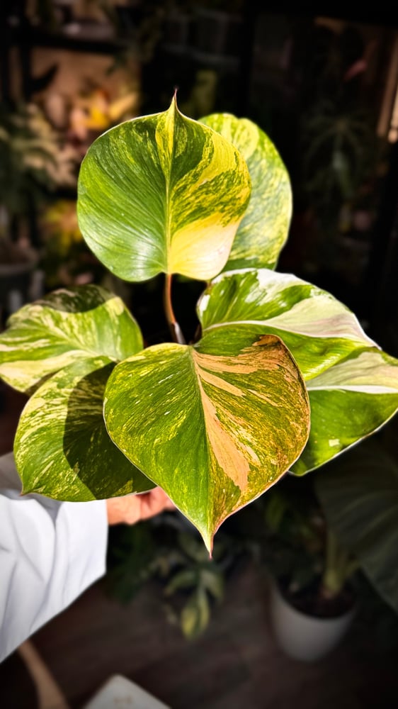 Philodendron White Wizard Tricolor