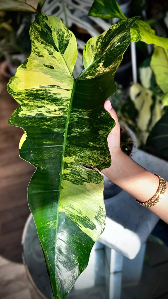 Philodendron  Fiora