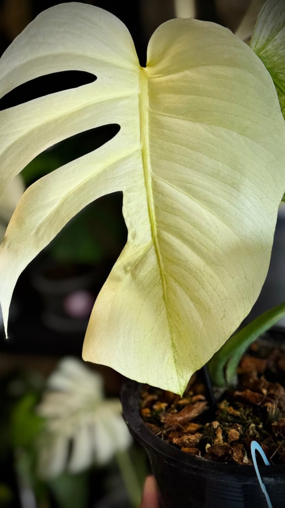 MONSTERA DELICIOSA FULL MINT