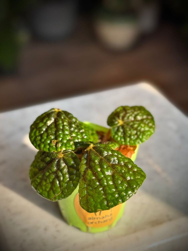 Begonia bullatifolia