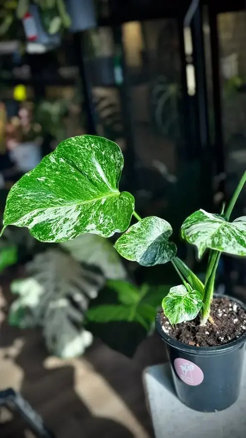 MONSTERA OCEAN ALBO