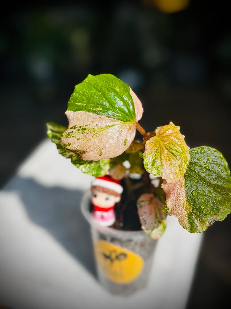 BEGONIA REX MIX VARIETIES