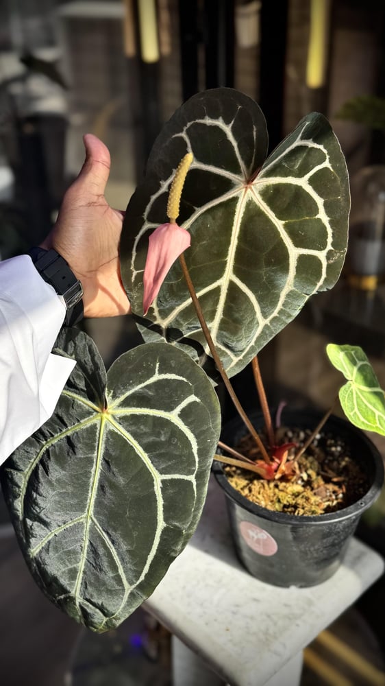 ANTHURIUM HYBRID MIX