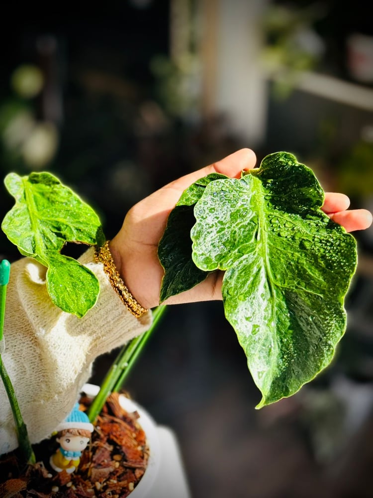 MONSTERA DELI ZOMBIE