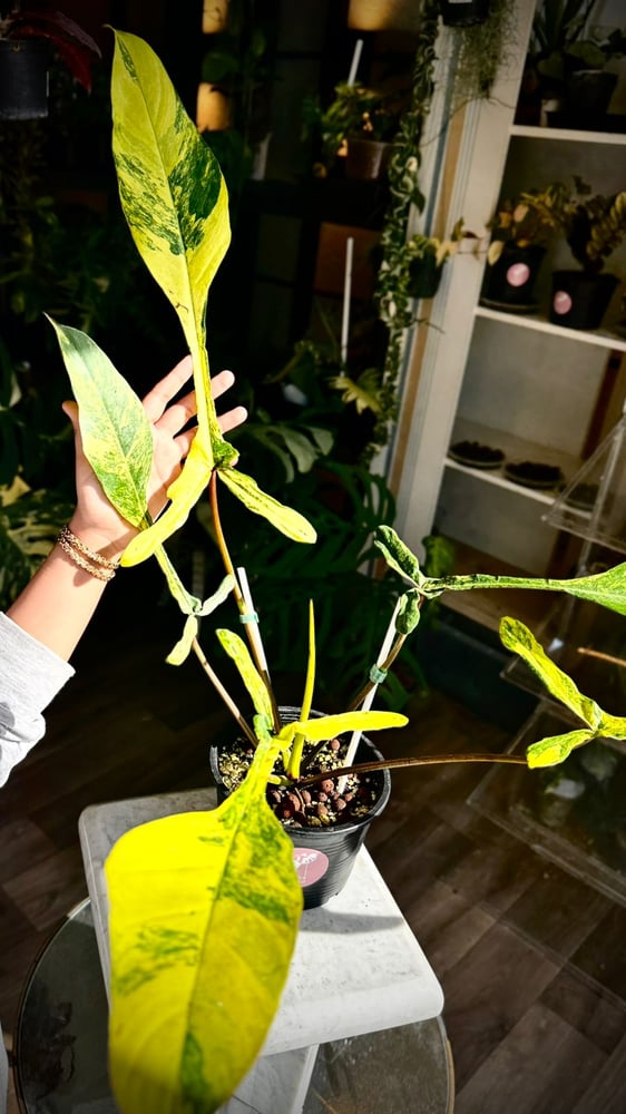 PHILODENDRON JOEPII Variegated