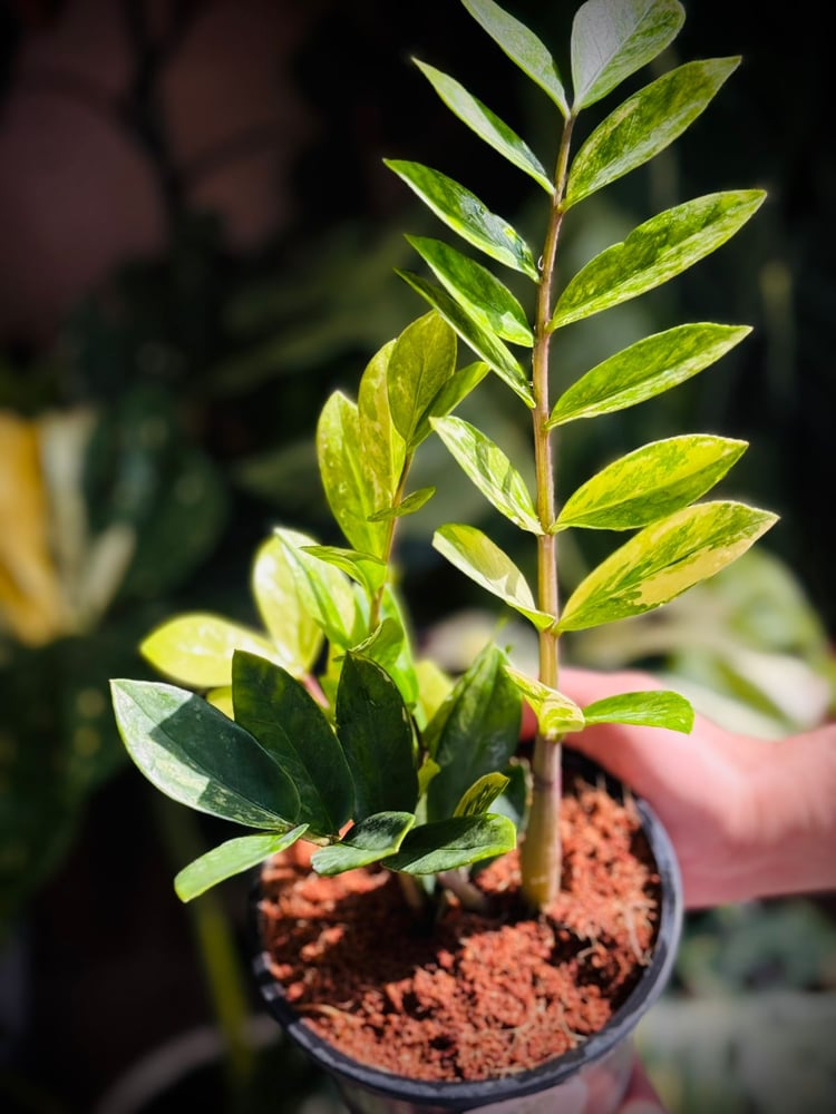 ZAMIOCULCAS ZAMIIFOLIA Variegated
