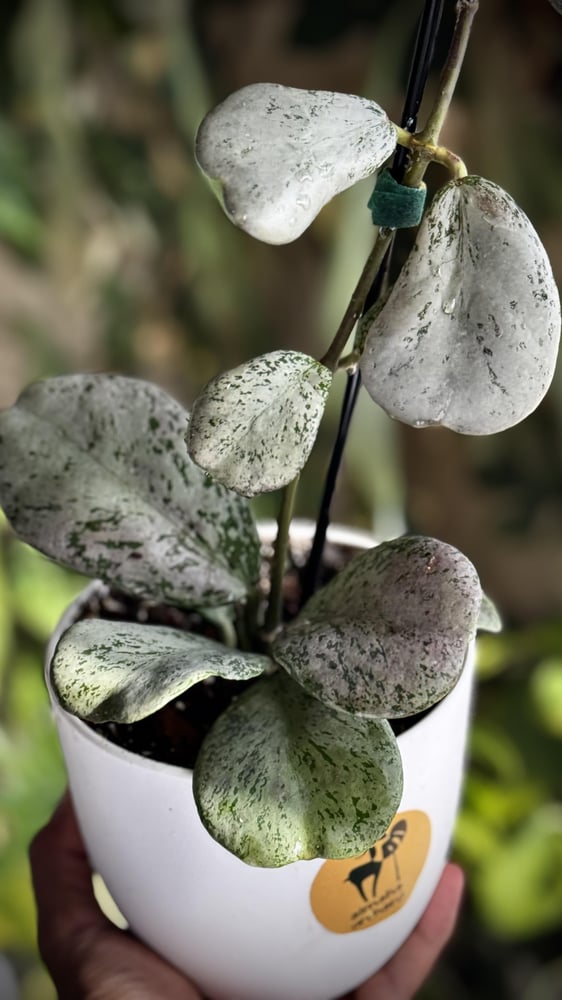 HOYA CHIANG DAO SILVER
