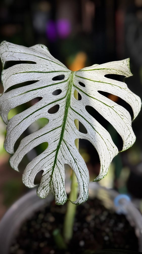 MONSTERA DEVIL MONSTER