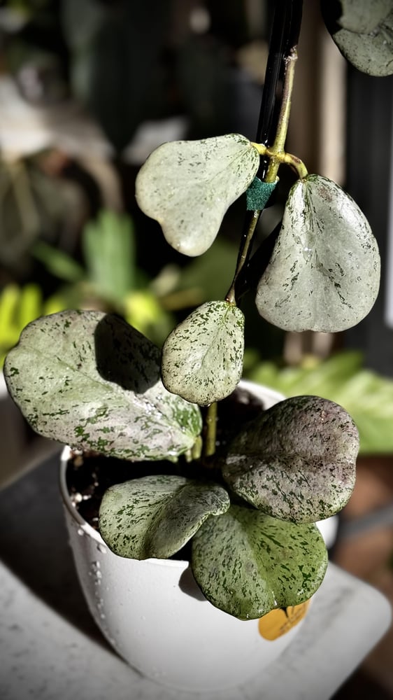 HOYA CHIANG DAO SILVER
