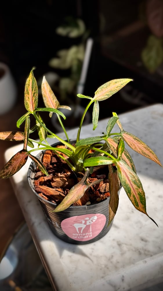 Syngonium Dark Cherry