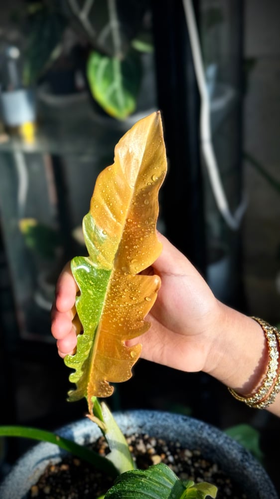 philodendron ring of fire