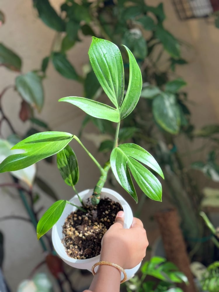 رافيدوفورا ديكورسيفا (ذيل تنين الوحش) - Raphidophora Decursiva -  (Monstera Dragon tail)