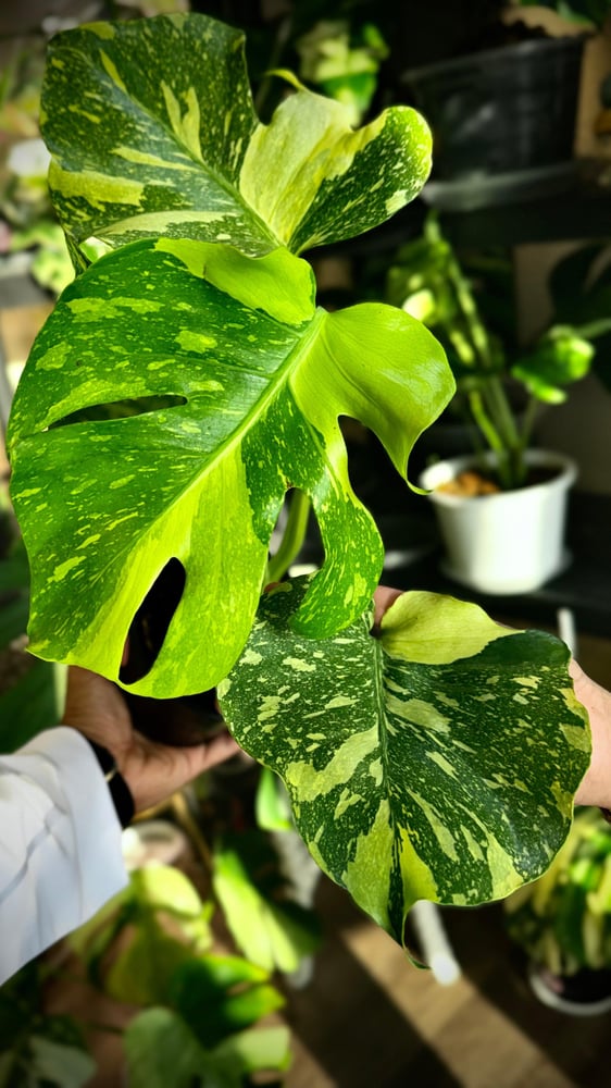 MONSTERA ELECTROLYTE