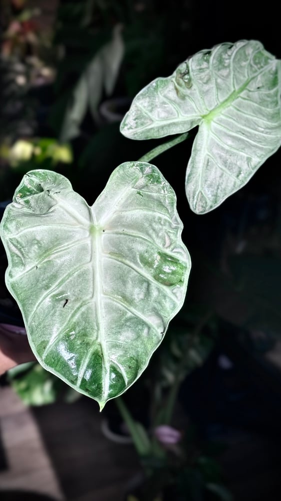 ALOCASIA HEART BALLOON