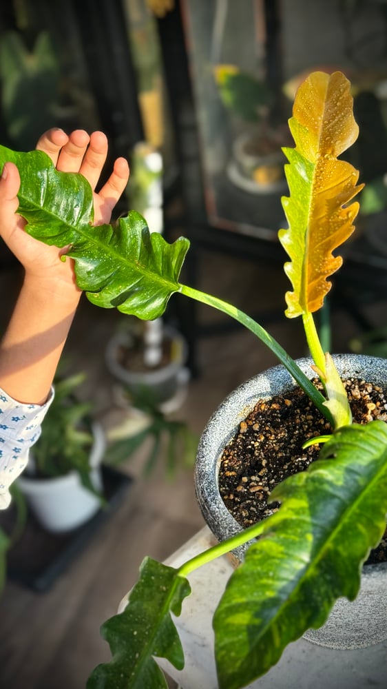 philodendron ring of fire