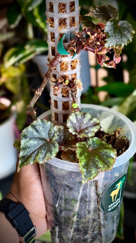 BEGONIA REX MIX VARIETIES
