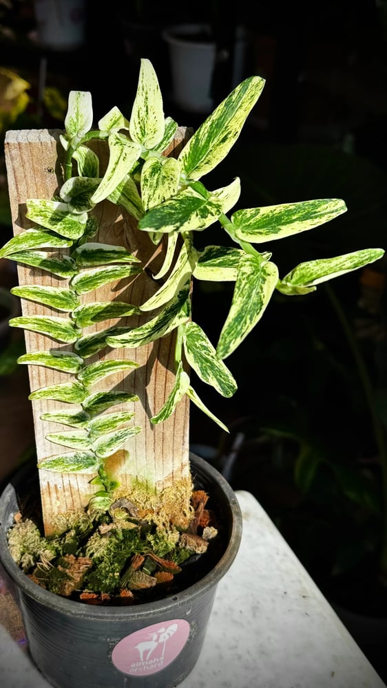 RHAPHIDOPHORA TENUIS ALBO