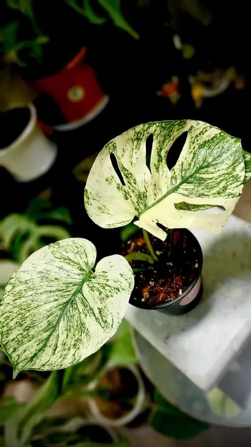 MONSTERA MINT SIAM