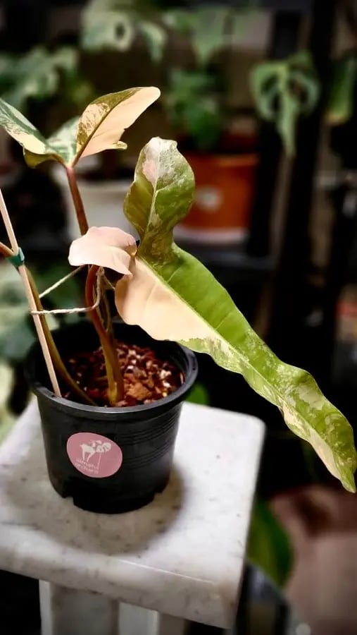 PHILODENDRON MEGAN FB X BLACK BILLIETIAE