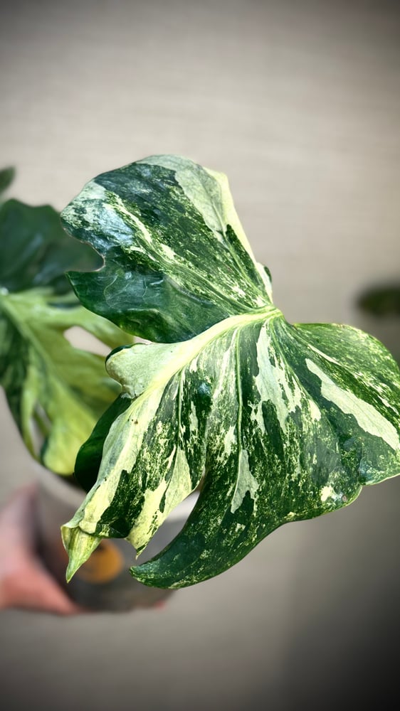 MONSTERA OCEAN MINT