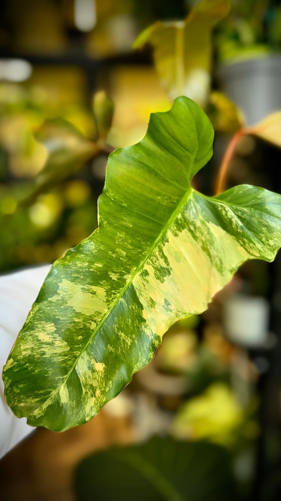 PHILODENDRON HYBRID Marron