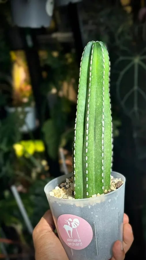 CACTUS MIXED VARIETY