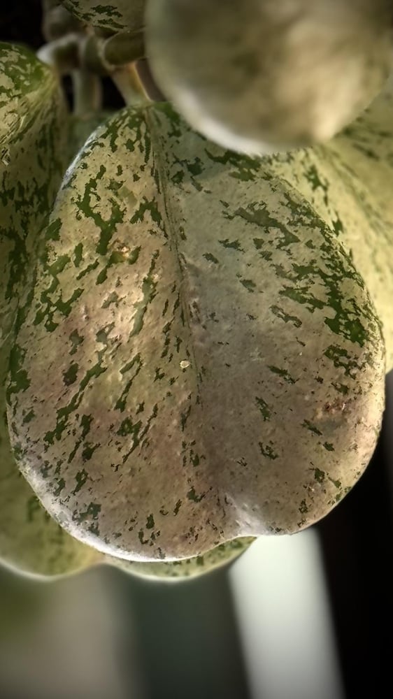 HOYA CHIANG DAO SILVER