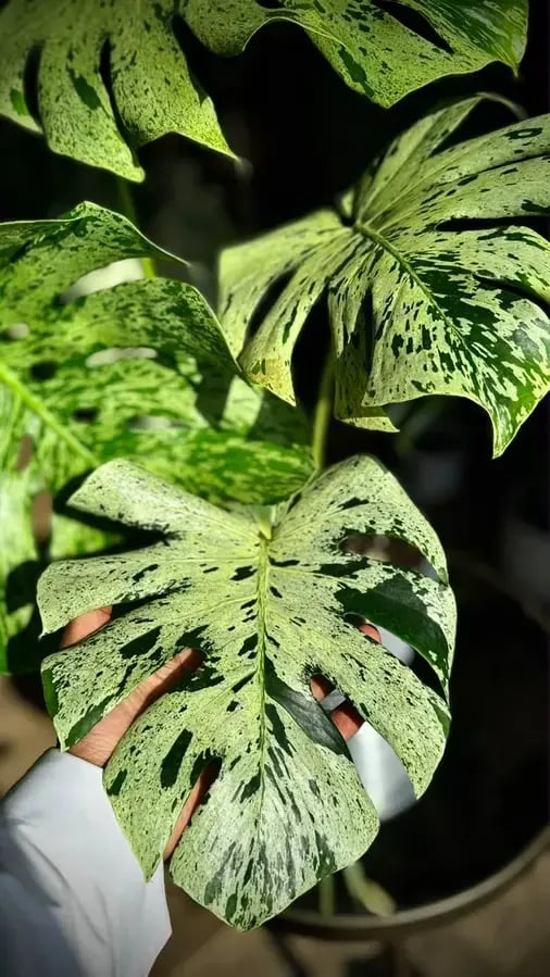 MONSTERA VIETCIOSA